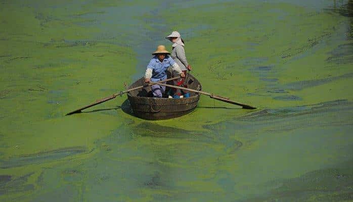 Генетики раскрыли секрет токсичности "зомби-водорослей"