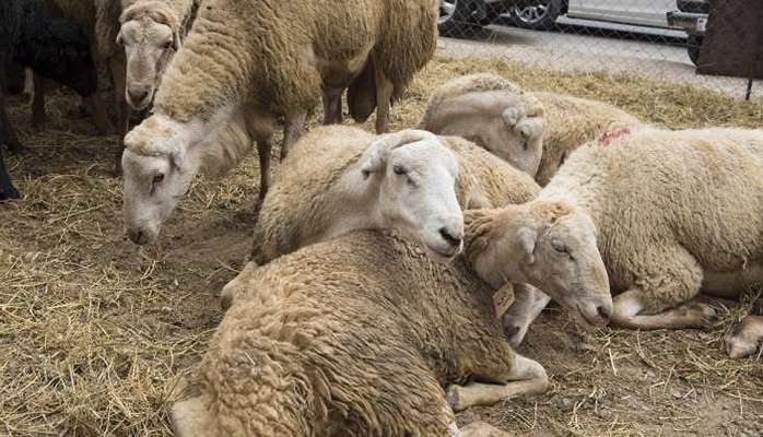 Qurbanlıq heyvan seçərkən bunlara diqqət edin!