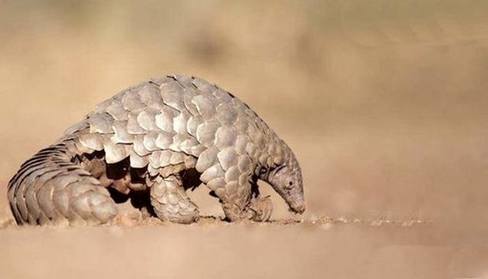 Çində panqolinlərin farmokologiyada istifadəsinə qadağa qoyuldu