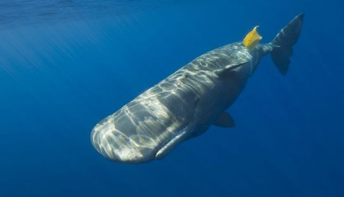 Dəniz heyvanları niyə plastik yeyir?