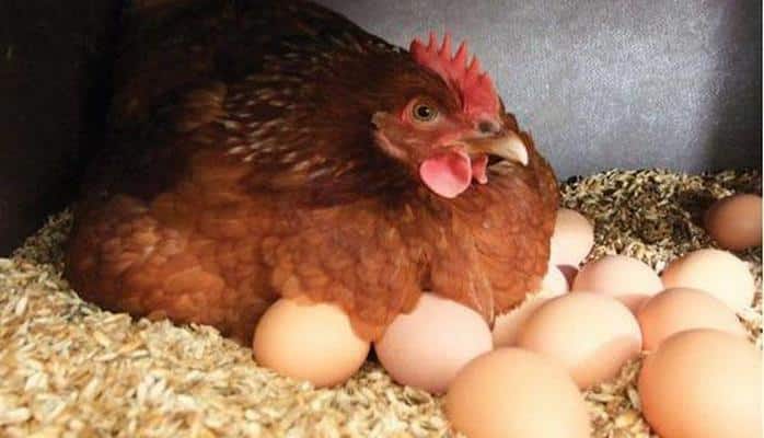 Dünyada və regionda yumurtanın ən ucuz və ən baha satıldığı ölkələr