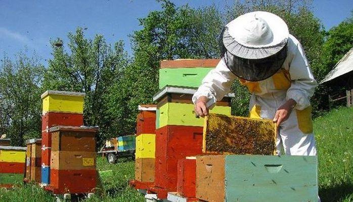 Озвучены сроки выдачи субсидий пчеловодам