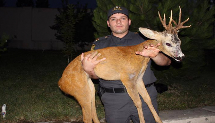 Qubada polislər yaralı ceyranı xilas edib