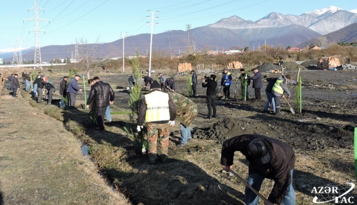 В Гахском районе продолжается акция по высадке деревьев