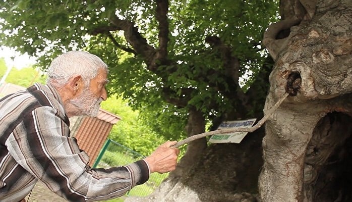 Священное дерево в селе Катех стало местом поклонения сотен людей