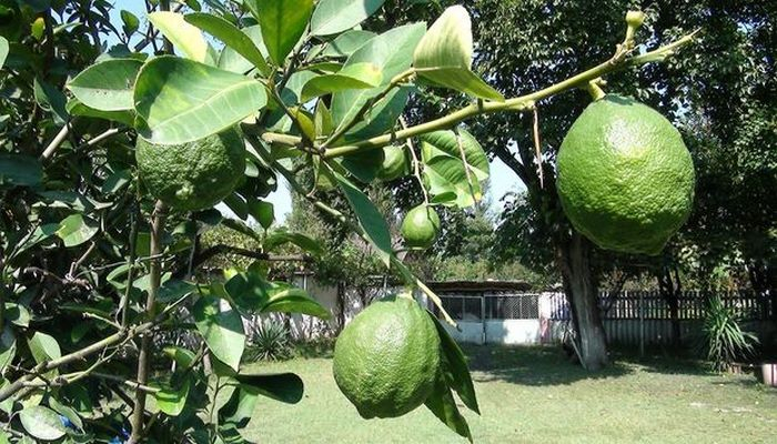 Qax sakini "subtropik möcüzə" yaradır: ananas, banan da yetişdirəcək