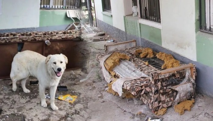 Köpeğin bulduğu altınların sahibi aranıyor