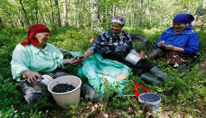 В Азербайджане запретили собирать фрукты в лесу