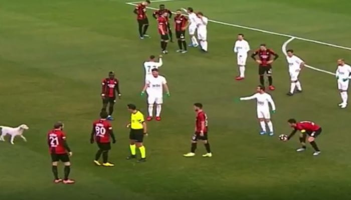 Türkiyədə futbol matçında it meydana daxil olaraq topla oynamağa başlayıb