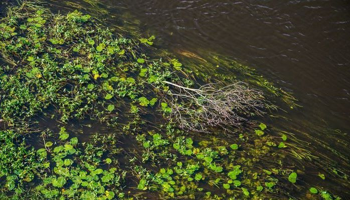 Ученые нашли у водорослей «третий глаз»