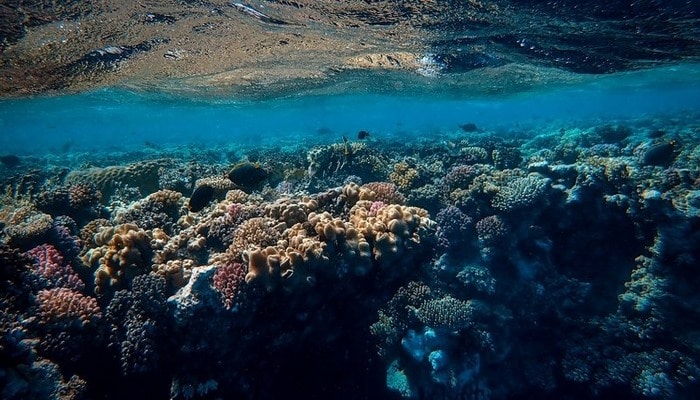 Красное море оказалось ядовитым