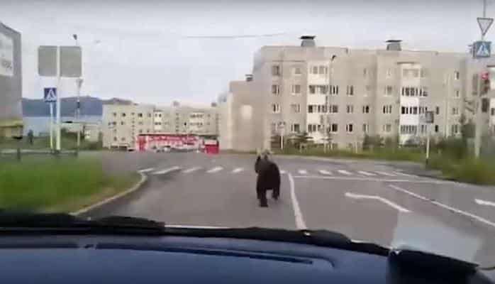 Погоня за медведем в центре Магадана