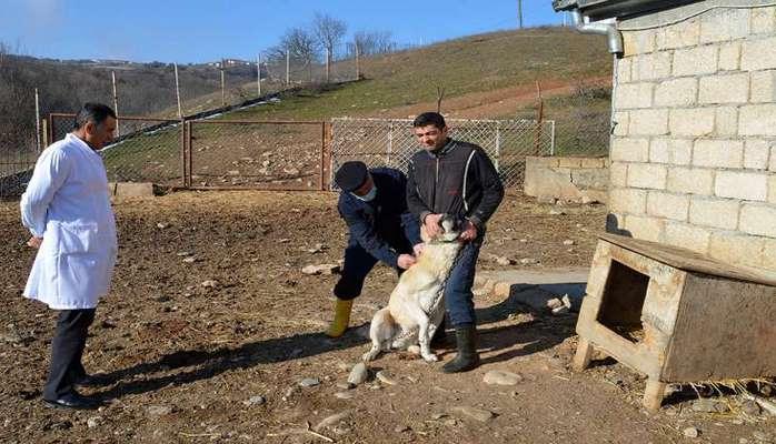 Şamaxıda epizootiya əleyhinə profilaktik tədbirlərə başlanılıb