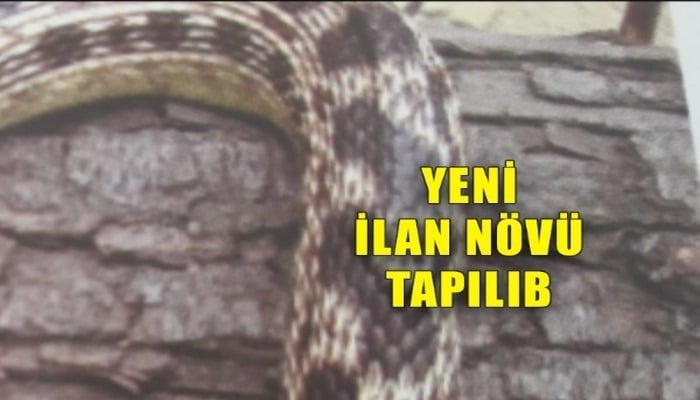 Azərbaycanda yeni növ ilan tapıldı