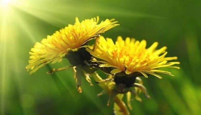 Zəncirotu, acıqovuq (Lat.Taraxacum officinale) faydaları