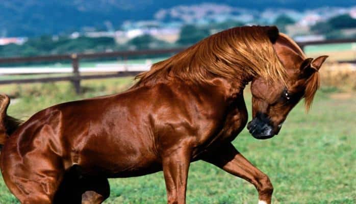 Moskvada Qarabağ atları ilə bağlı sərgi keçiriləcək