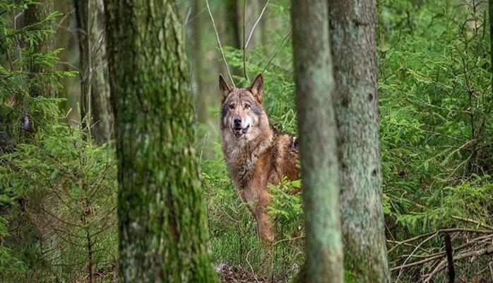 `İki halda canavarın vurulmasına məsuliyyət düşmür` - Rəsmi açıqlama