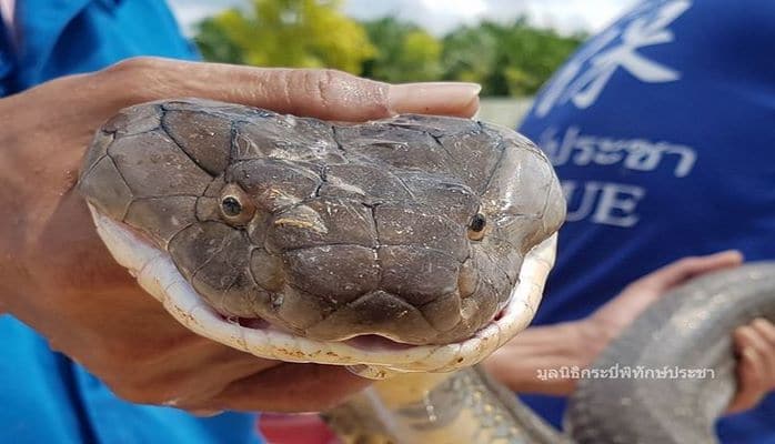 Спасатели голыми руками поймали четырехметровую змею