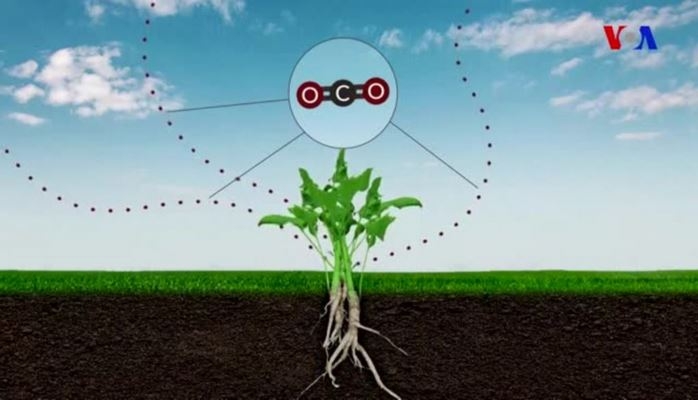 Karbon-dioksidin Floraya təsirləri