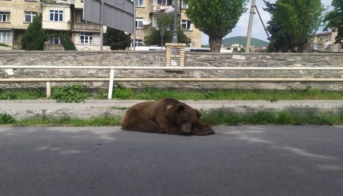 Пойманного в центре Шеки медведя увезли в центр реабилитации