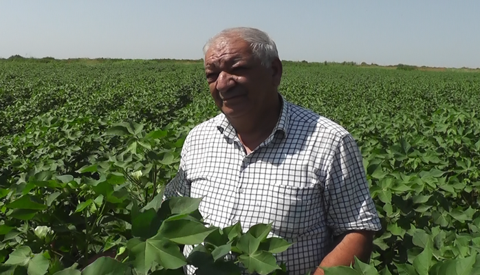 "Ağ qızıl"ın tarixi şöhrəti bərpa olunur