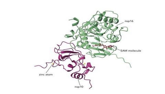 Найдена новая лекарственная мишень для лечения коронавируса SARS CoV-2