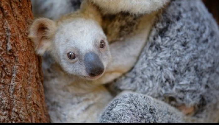 Avstraliya zooparkında nadir ağ koala doğulub