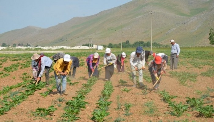 Muş'ta şeker pancarı işleme kapasitesi günlük 5 bin 500 tona çıkarıldı