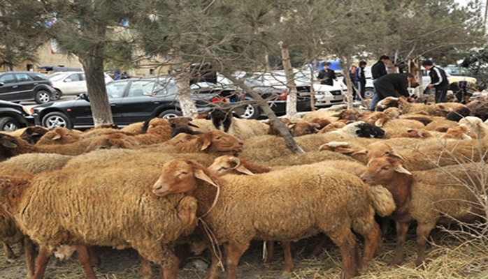 Qida Təhlükəsizliyi Agentliyi Qurban bayramı ilə bağlı əhaliyə müraciət edib