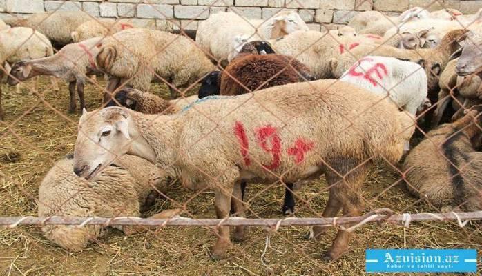 Qurban bayramı ilə bağlı yarmarkalar keçiriləcək