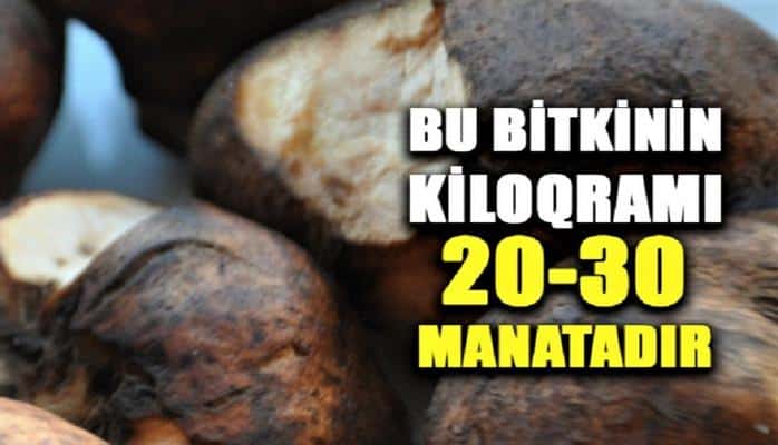 Azərbaycanda bitən bu bitkinin Avropada 1 kilosu 200 avroya satılır