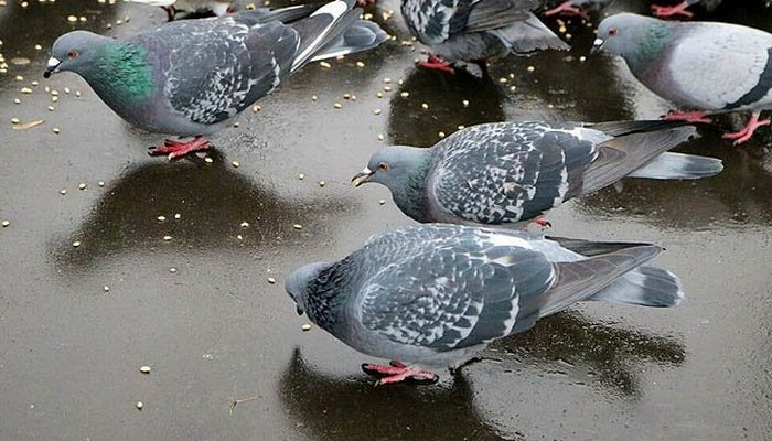 Mer göyərçin yemləməyi qadağan etdi