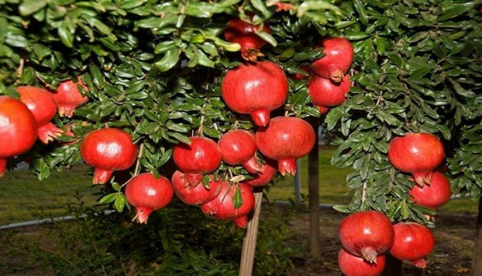 Ötən il Hacıqabulda bağlardan 11 min 995 ton meyvə tədarük olunub