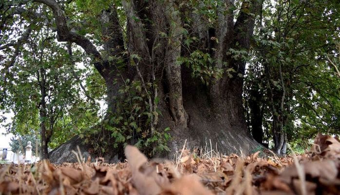 Дерево, которому 1500 лет: оно сохранило следы копыт коня самого Имама Али