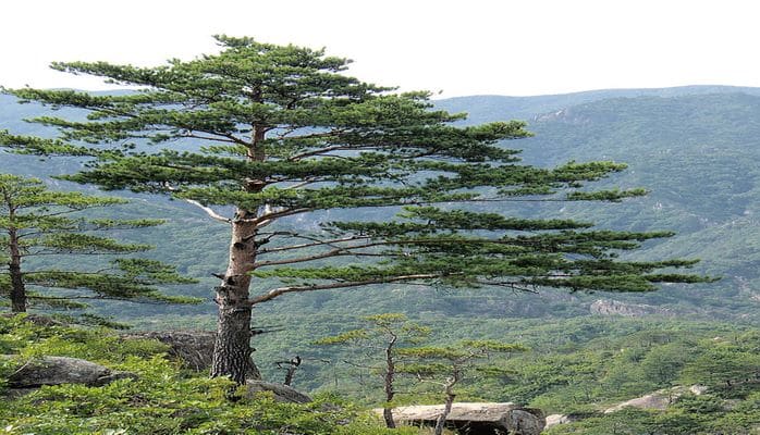 Şam ağacı