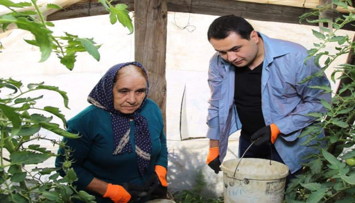 Gürcüstanın azərbaycanlı rayon rəhbəri pomidor yığıb