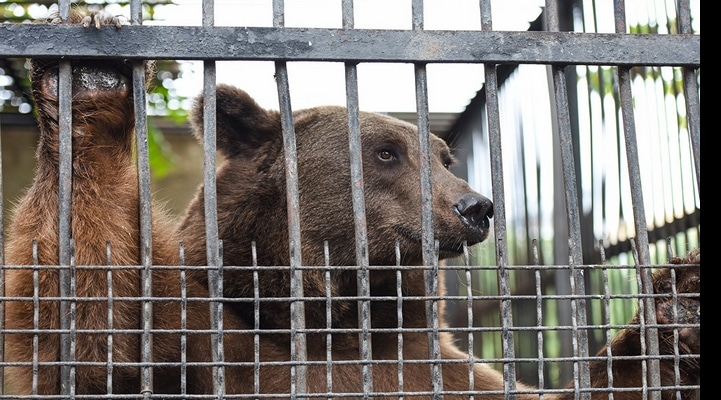 Bakı sakinlərinin çoxdan gözlədiyi xoş xəbər - Zooparkın açılış vaxtı bilindi