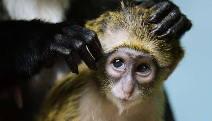 Misirdə özəl məktəbin zooparkından qaçan meymunlar əhali arasında çaxnaşma yaradıb