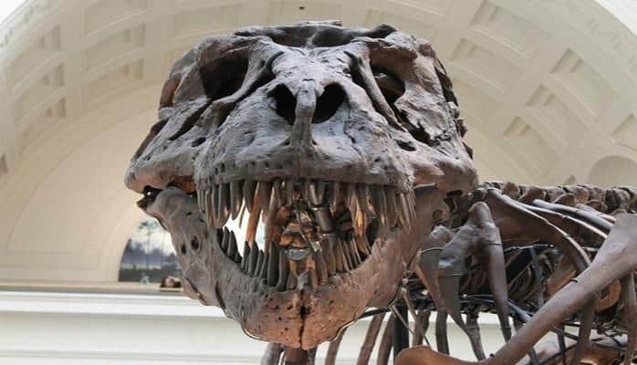 Vaşinqtonda yerləşən müzeyə nəhəng dinozavr gəlir
