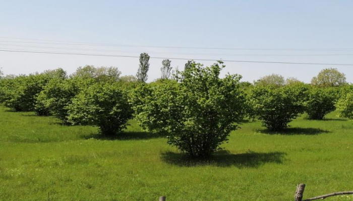 Quba-Xaçmaz regionunda yeni texnologiya ilə fındıq bağları salınır