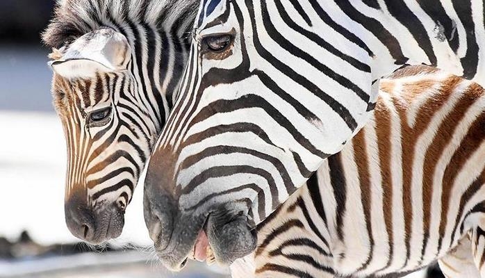 Zooparkdakı bu saxtakarlıq dünyanın gündəmi oldu