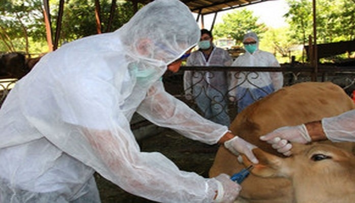 Cavan iribuynuzlu heyvanların bruselyoz xəstəliyinə qarşı peyvəndlənməsi davam etdirilir