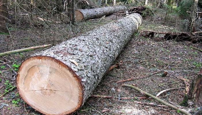 Житель Исмайыллы привлечен к ответственности за незаконную вырубку деревьев