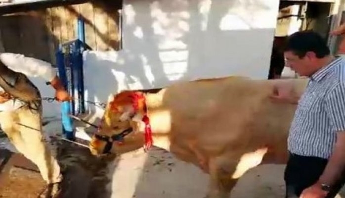 Ərdoğan 1,5 ton ağırlığında qurbanlıq aldı