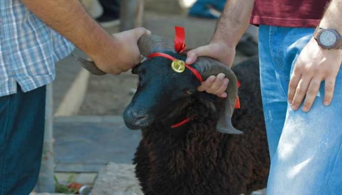 Qurban bayramında heyvan kəsimi üçün çadırlar qurulacaq