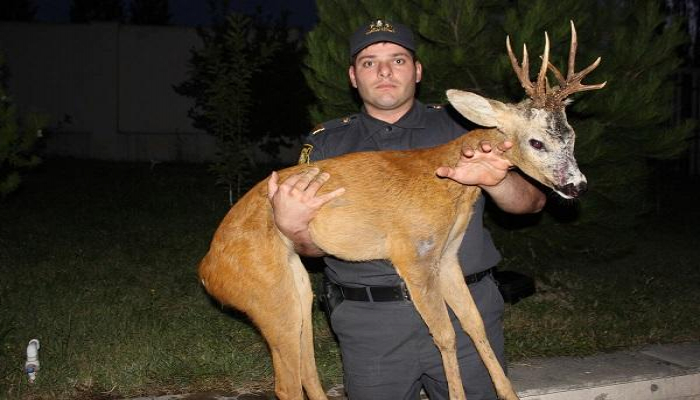 Polislərin xilas etdiyi cüyür öldü