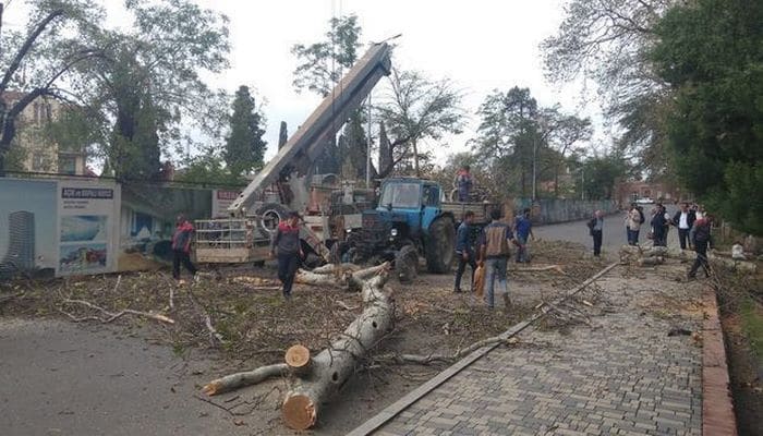 В гянджинском Ханском саду проводится обрезка деревьев