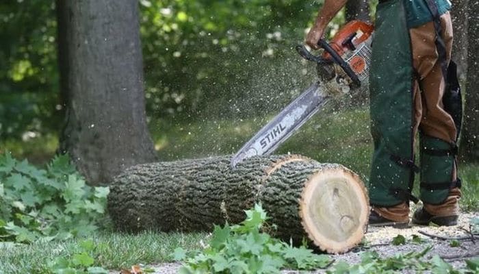 В Баку срубят 5 тысяч деревьев