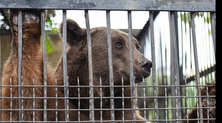 Стало известно, где содержат животных во время ремонта в зоопарке