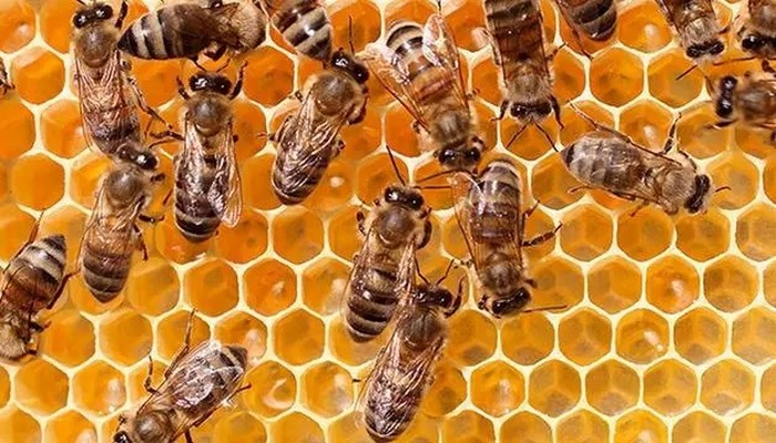 Arılar iklim değişikliği nedeniyle yok olma tehlikesiyle karşı karşıya